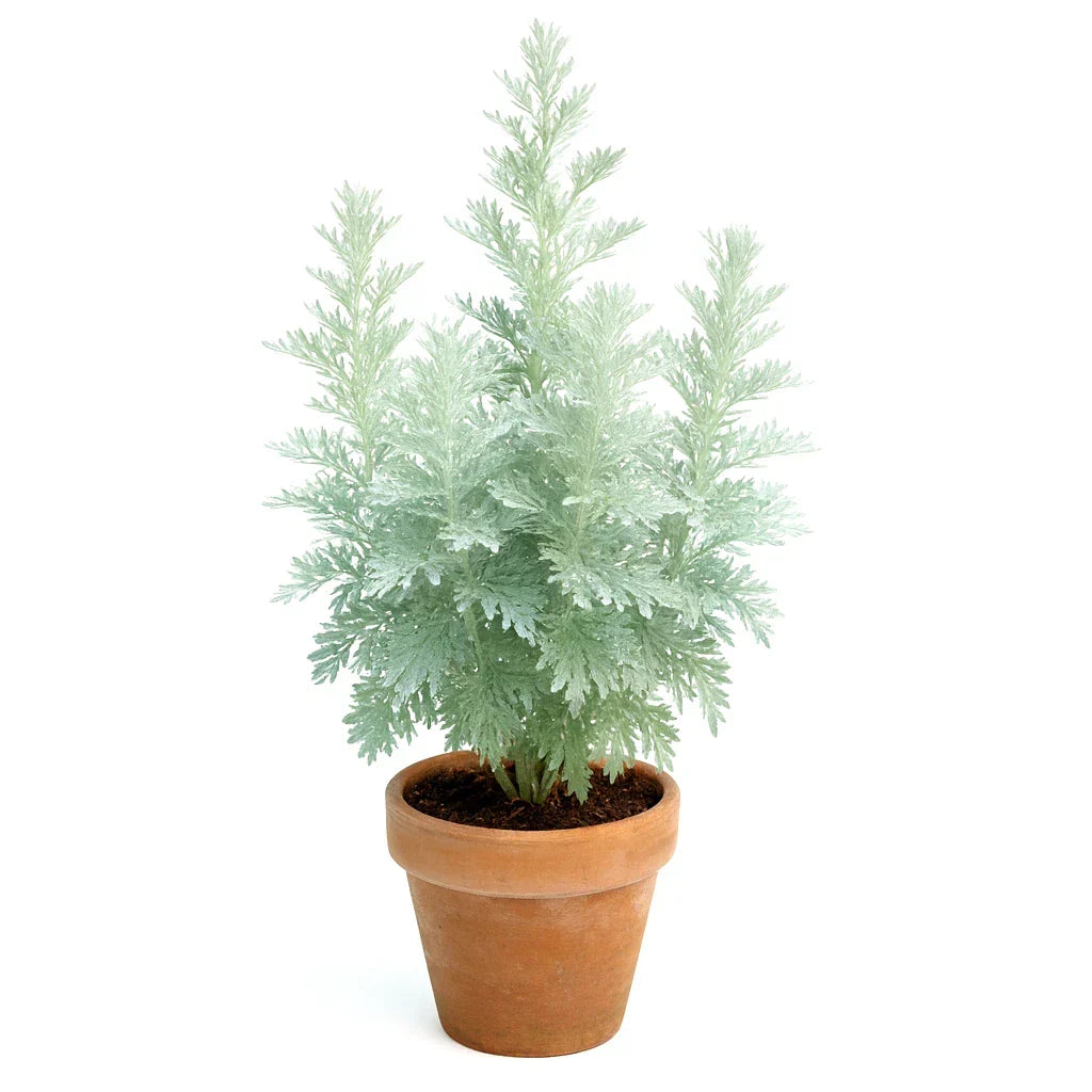 Wormwood Seeds - Perennial Artemisia absinthium for Pest Repellent & Garden Borders - 3000+ Seeds