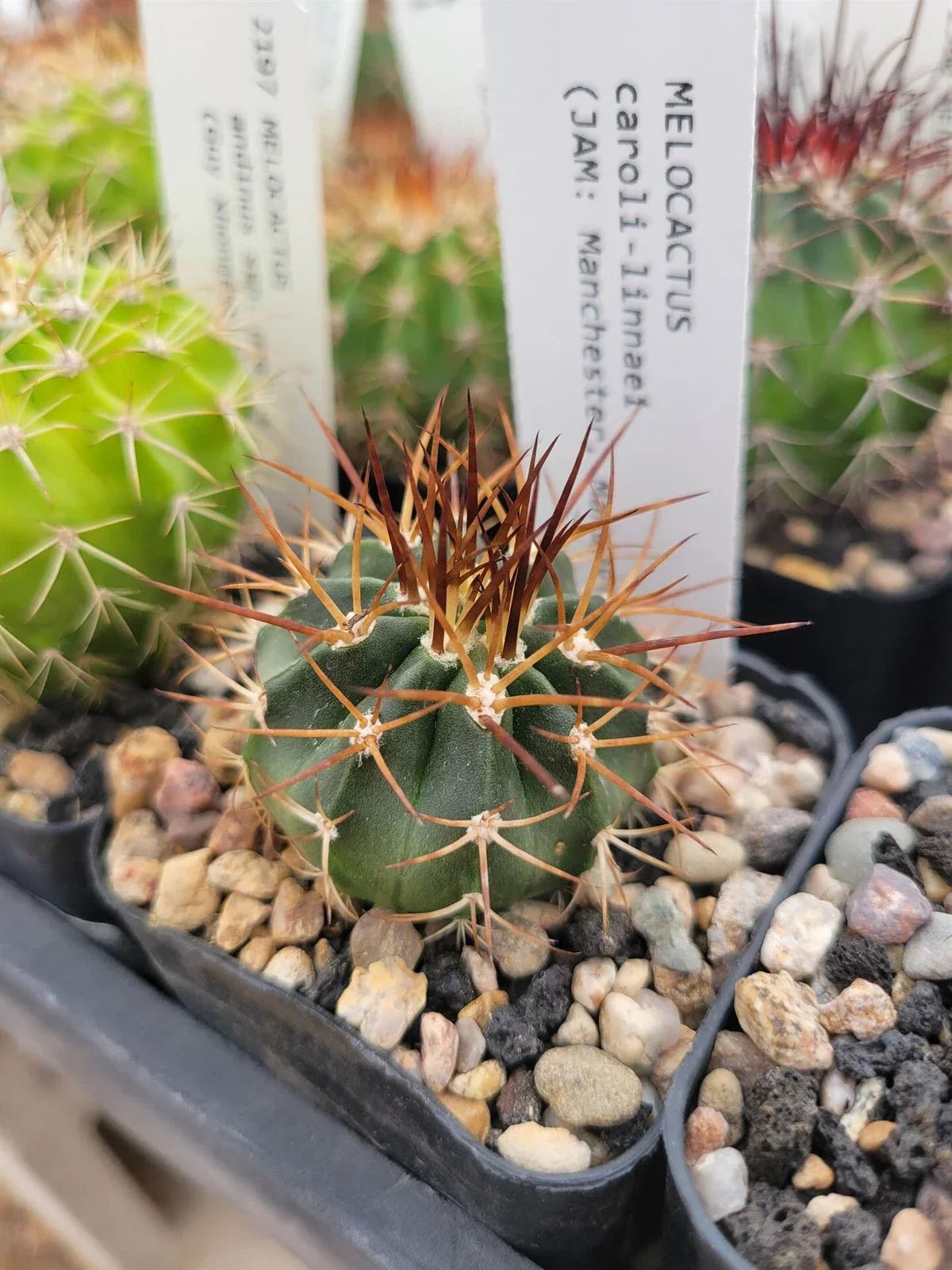 Melocactus caroli-linnaei Cactus - Unique Turk's Head Succulent Plant