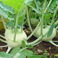 White Vienna Kohlrabi Seeds – Organic Brassica oleracea Var. Gongylodes – Fresh Vegetable Seeds for Home Gardening