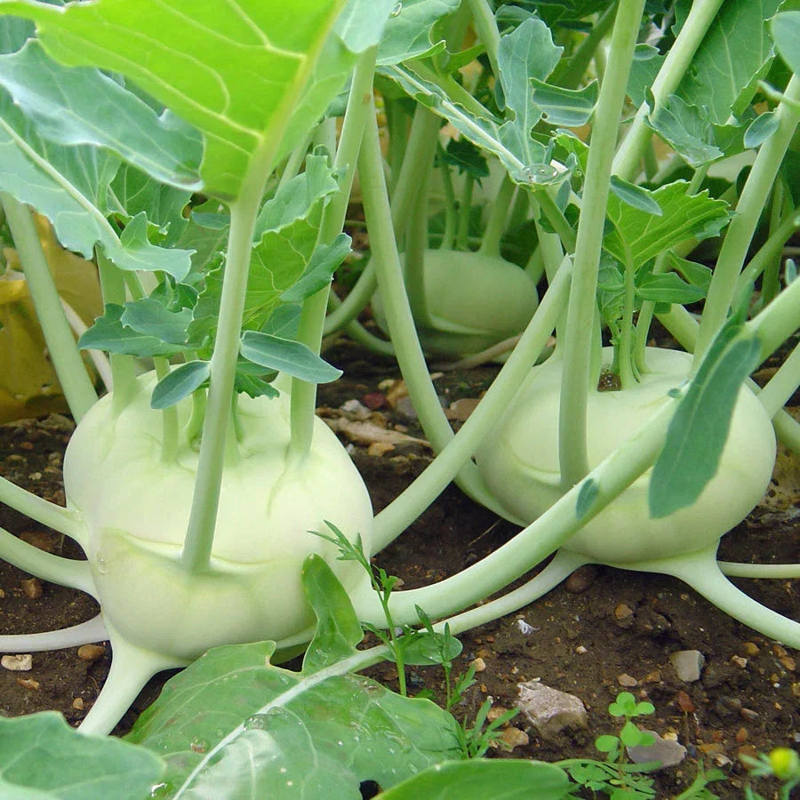 White Vienna Kohlrabi Seeds – Organic Brassica oleracea Var. Gongylodes – Fresh Vegetable Seeds for Home Gardening