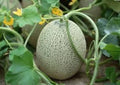 Hales Cantaloupe Seeds - Organic Cucumis melo var. cantalupensis, Vining Melon Seeds for Garden, 30 Pack