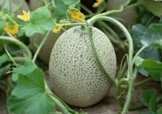 Hales Cantaloupe Seeds - Organic Cucumis melo var. cantalupensis, Vining Melon Seeds for Garden, 30 Pack