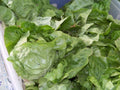 Buttercrunch Lettuce Seeds 875 Non-GMO Heirloom Lactuca sativa for Salad Gardens, Fast-Growing, Easy to Grow