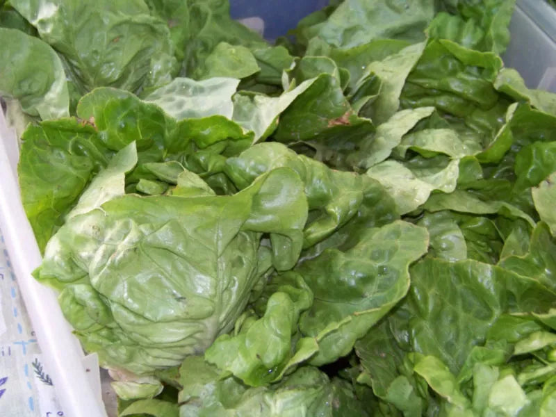 Buttercrunch Lettuce Seeds 875 Non-GMO Heirloom Lactuca sativa for Salad Gardens, Fast-Growing, Easy to Grow