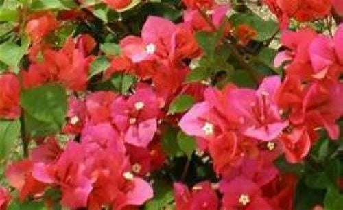 Bougainvillea Starter Plant - Miss Manila Variety - Live Plug - Vibrant Bougainvillea spectabilis for Garden or Container