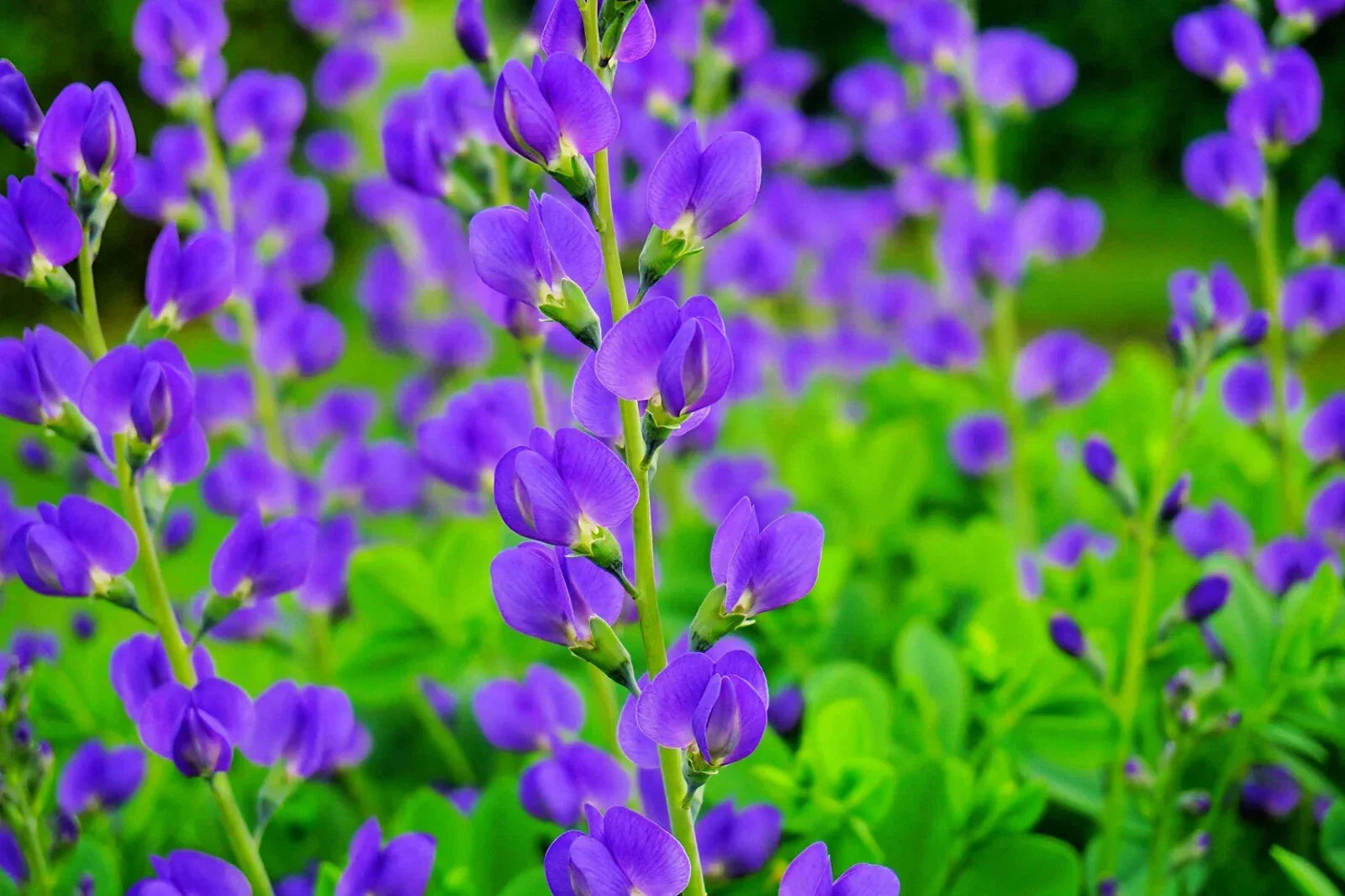 Blue False Indigo Seeds - Baptisia australis - Hardy Perennial for Zones 3-10 - 50 Seeds for Borders & Wildflower Gardens