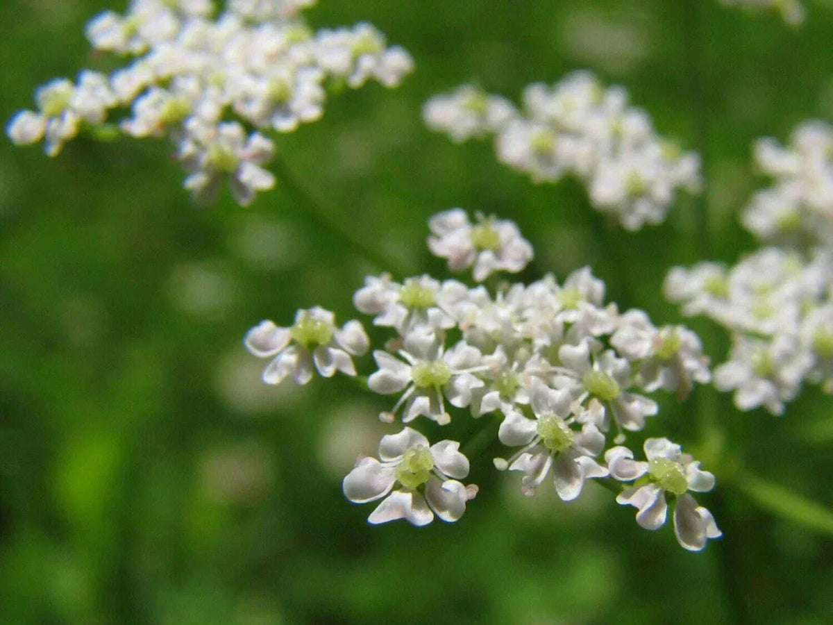 Anise Herb Seeds - 300+ Non-GMO Heirloom Organic Pimpinella anisum for Culinary, Herbal Tea & Garden Growth