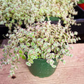 Crassula Sedum Little Missy Succulent Plant in 4-Inch Pot, Indoor Decor, Fleshy Leaves, Easy Care, Crassulaceae