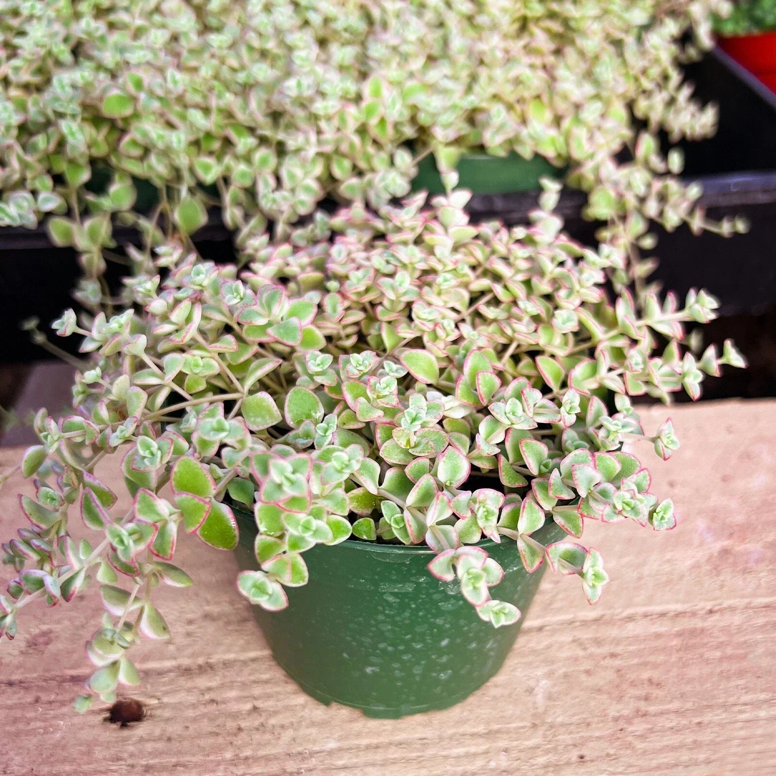 Crassula Sedum Little Missy Succulent Plant in 4-Inch Pot, Indoor Decor, Fleshy Leaves, Easy Care, Crassulaceae
