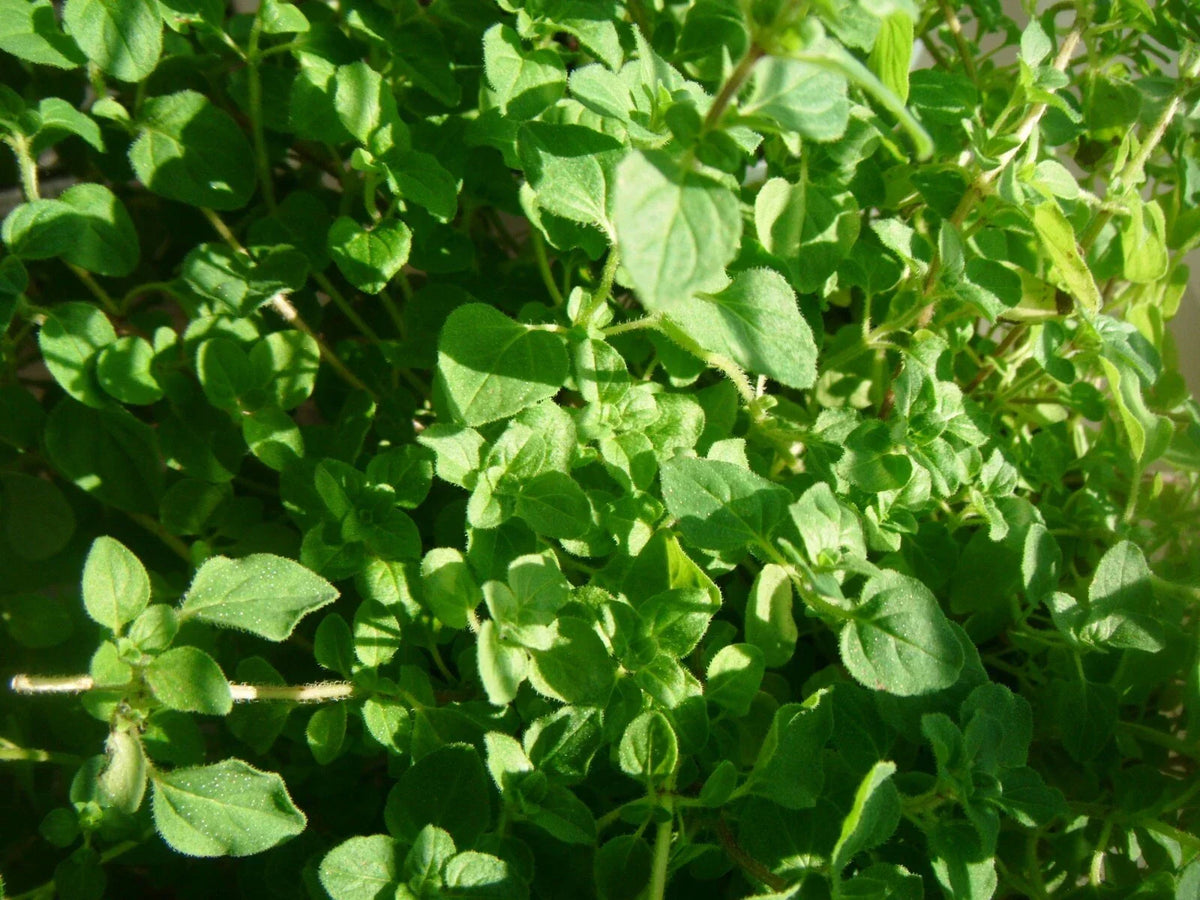 Common Thyme Seeds - 3000 Non-GMO Thymus vulgaris Herb Seeds for Culinary Garden, Indoor & Outdoor Planting