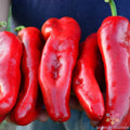 Marconi Red Sweet Pepper Seeds - 25+ Non-GMO Capsicum annuum for Garden & Container Planting