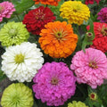 Zinnia Seeds - 100+ Super Yoga Mix - Colorful Flower Seeds for Garden, Zinnia elegans, Annual, Full Sun, Easy to Grow