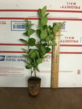 Live Plant - Ligustrum lucidum - Glossy Leaf Privet - Indoor/Outdoor Shrub in 6-inch Pot
