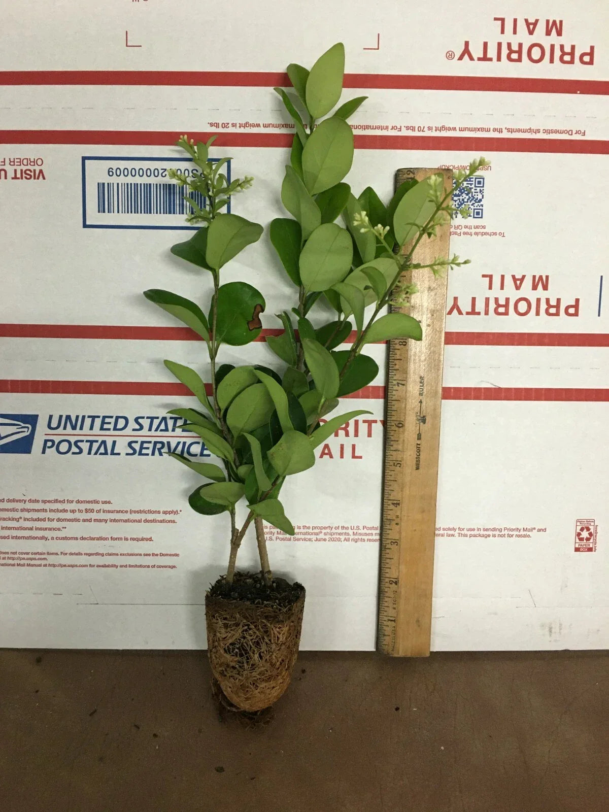 Live Plant - Ligustrum lucidum - Glossy Leaf Privet - Indoor/Outdoor Shrub in 6-inch Pot