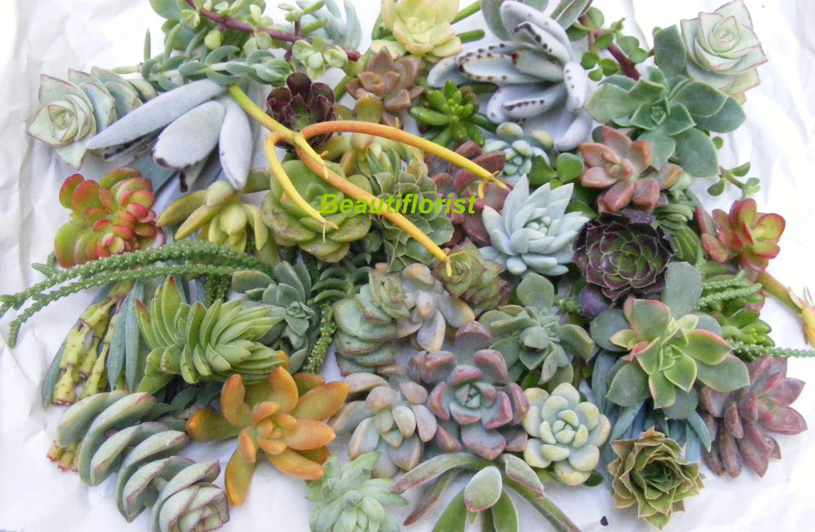 Assorted Succulent Cuttings Pack - 50 Varieties for Planting, Decor, and DIY Projects - Low Maintenance Indoor Garden