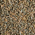 Whole Rye Grain Berries 4 Pounds Non-GMO Secale cereale for Baking and Cooking