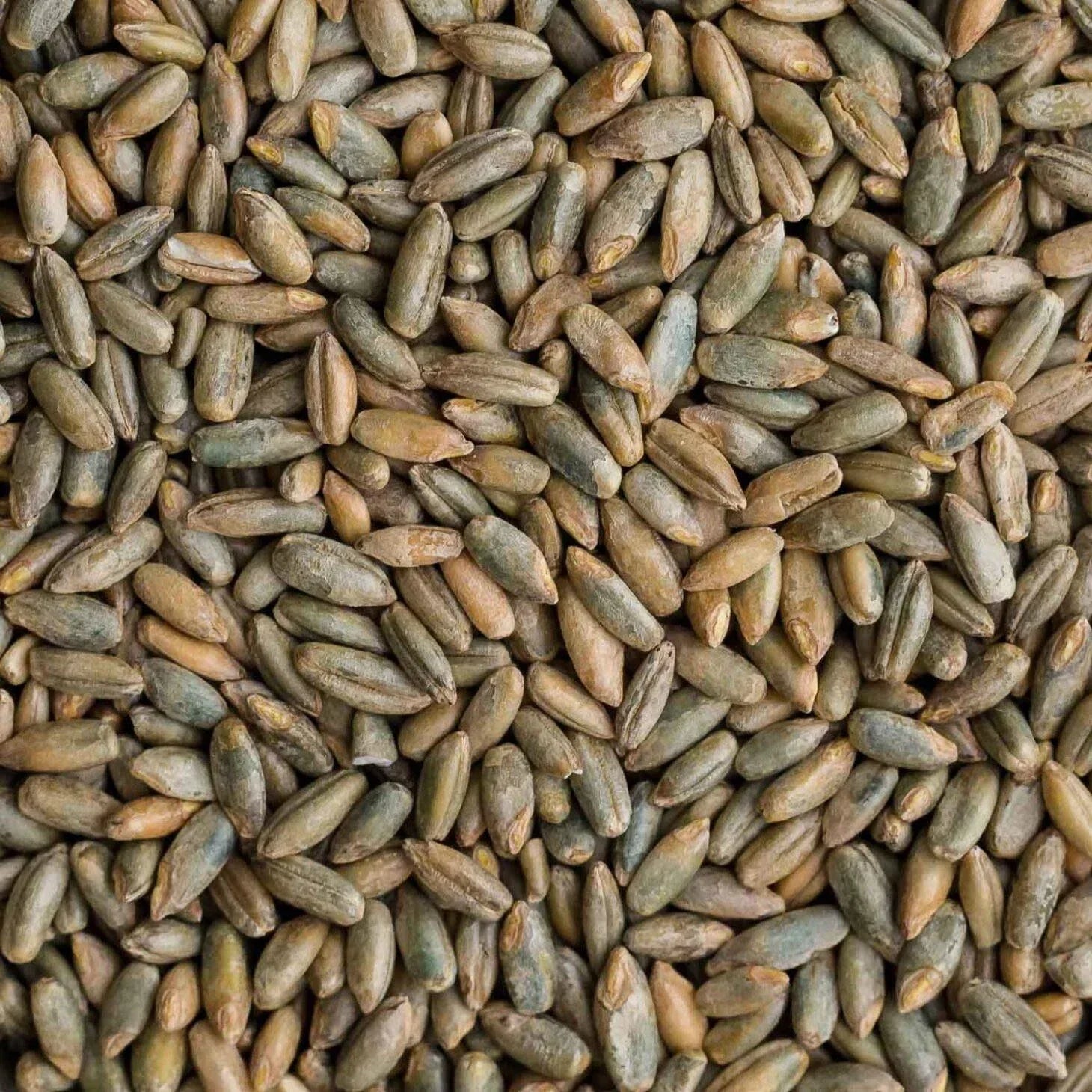 Whole Rye Grain Berries 4 Pounds Non-GMO Secale cereale for Baking and Cooking
