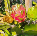 Dragon Fruit Plant | Fully Rooted Pot + 2 Cuttings | White Pitaya | Hylocereus undatus Tropical Fruit Plant