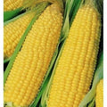 Heirloom Yellow Corn Seeds 25 Pack – Non-GMO Zea mays for Vegetable Garden, Sweet Corn, Summer Crop