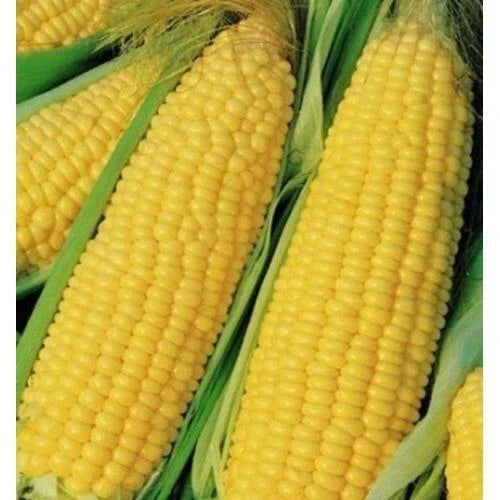 Heirloom Yellow Corn Seeds 25 Pack – Non-GMO Zea mays for Vegetable Garden, Sweet Corn, Summer Crop