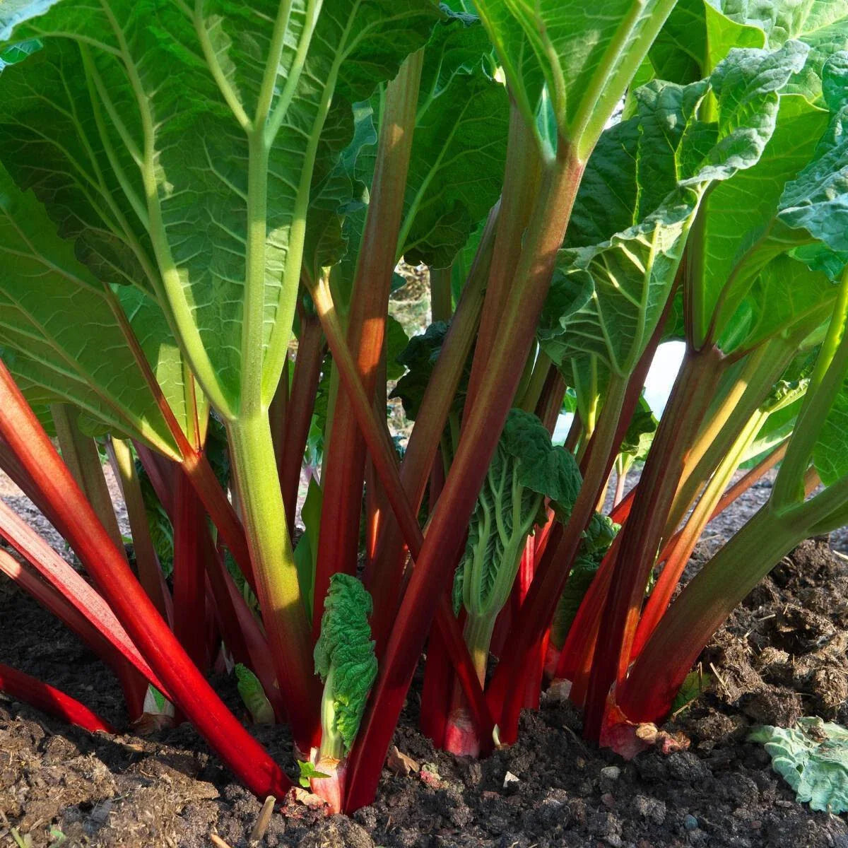 Glaskins Perpetual Red Rhubarb Seeds - Perennial Vegetable, 50 Seeds, Rheum rhabarbarum, Easy to Grow Garden Staple