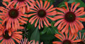 50 Echinacea purpurea Julia Coneflower Seeds - Perennial Flower Seeds for Garden, Pollinator Attracting, Full Sun to Partial Shade
