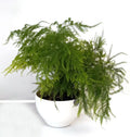 Potted Fern Leaf Plumosus House Plant – Live Indoor Greenery, Easy Care, Nephrolepis exaltata