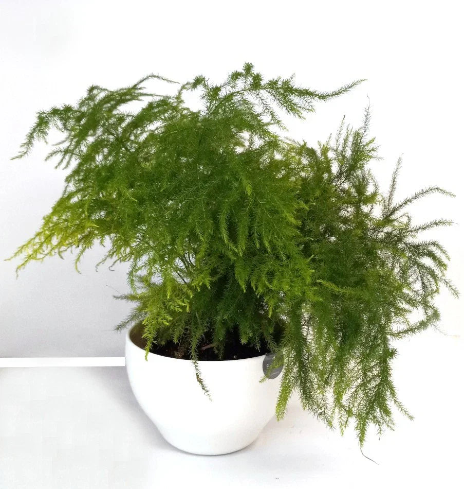 Potted Fern Leaf Plumosus House Plant – Live Indoor Greenery, Easy Care, Nephrolepis exaltata