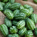 Cucumber Seeds - Mouse Melon Variety - Miniature Grape-Sized Cucumbers - Cucumis anguria - Non-GMO, Full Sun, Pack