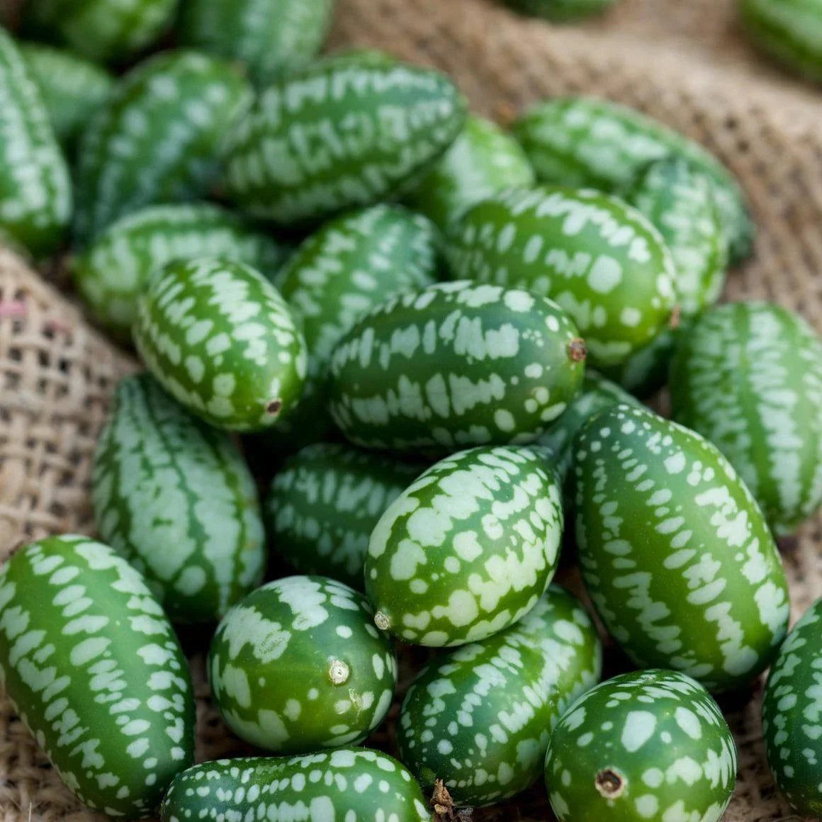 Cucumber Seeds - Mouse Melon Variety - Miniature Grape-Sized Cucumbers - Cucumis anguria - Non-GMO, Full Sun, Pack