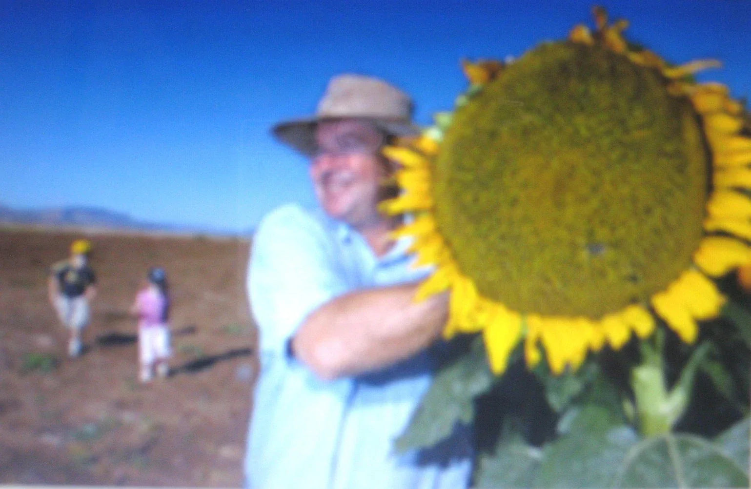 Sunflower Seeds - Mammoth Grey Stripe Edible Nutritious Helianthus annuus, Large Flower Head, Full Sun, Packaged Seeds