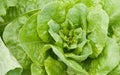 Buttercrunch Lettuce Seeds - Non-GMO, Heirloom, Crisp, Tender Leaves, Lactuca sativa, Home Garden, Salad, Container Planting
