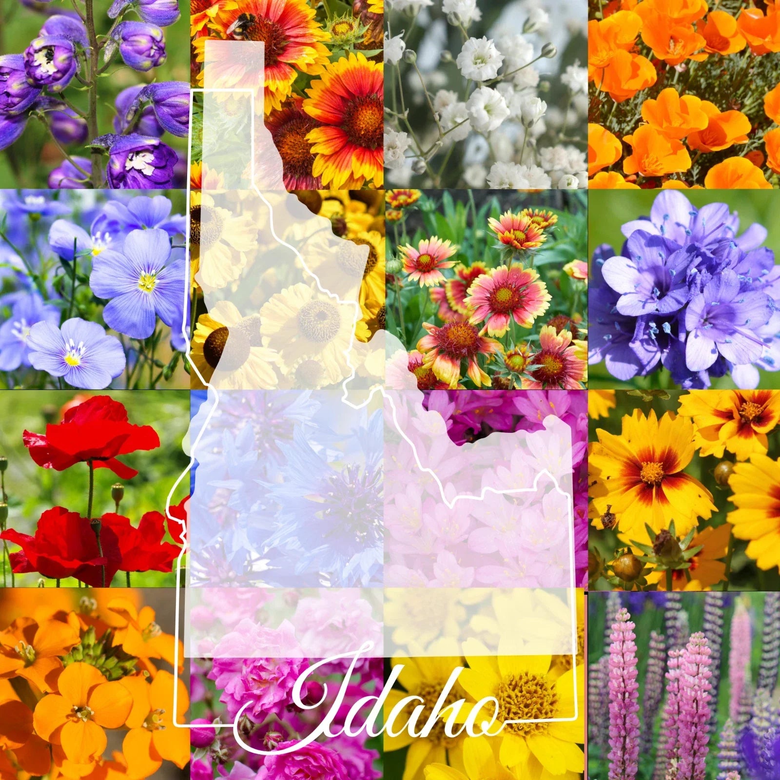 Wildflower Seed Mix 1/2 Pound Bulk Idaho Native Wildflowers Covering 1600 sq ft, Pollinator-Friendly, Non-GMO