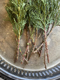 Italian Cypress Tree Cuttings - 10 Non-Rooted for Hedge & Privacy Screen - Cupressus sempervirens