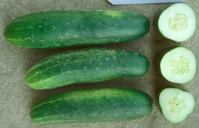 Ashley Cucumber Seeds 20 Packets - High-Yield Cucumis sativus for Market & Home Gardens