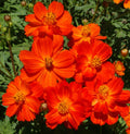 Dwarf Red Cosmos Seeds - 200 Non-GMO Cosmos bipinnatus for All Season Blooms, Butterfly & Bee Attraction