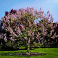Royal Empress Tree Seeds - 50 Pack, Paulownia tomentosa, Flowering Tree, Fast-Growing, Ornamental Seeds