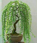 Green Weeping Willow Tree Cutting - Dwarf Bonsai, Thick Trunk, Salix babylonica, Indoor Outdoor Plant