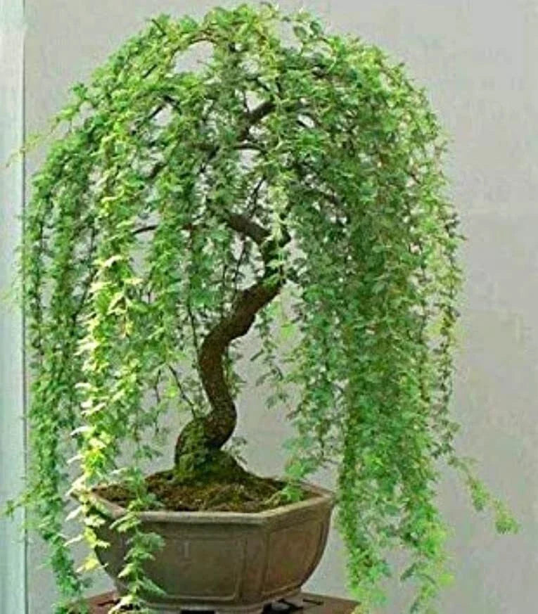 Green Weeping Willow Tree Cutting - Dwarf Bonsai, Thick Trunk, Salix babylonica, Indoor Outdoor Plant