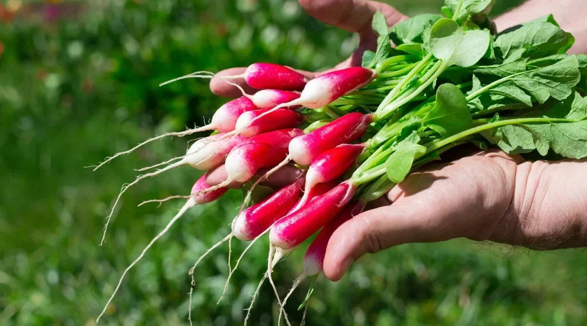 Radish Seeds 500+ Count De 18 Jours Variety Raphanus sativus for Garden Planting, Home Gardens, Container Growing, USA