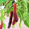 Pakistan Mulberry Live Rooted Plant 6-8" | Morus nigra | Sweet Long Fruit | Deciduous Tree for Garden & Orchard