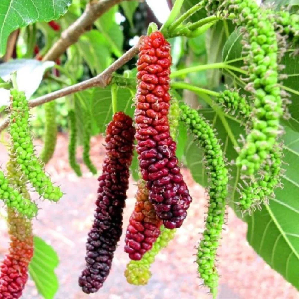 Pakistan Mulberry Live Rooted Plant 6-8" | Morus nigra | Sweet Long Fruit | Deciduous Tree for Garden & Orchard