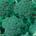 Calabrese Broccoli Seeds - Non-GMO, Heirloom, Cruciferous Vegetable, Brassica oleracea var. italica, Garden Seed Pack