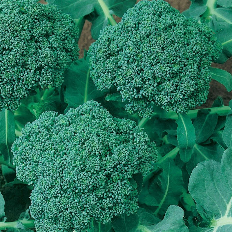 Calabrese Broccoli Seeds - Non-GMO, Heirloom, Cruciferous Vegetable, Brassica oleracea var. italica, Garden Seed Pack