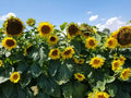 Black Oil Sunflower Seeds - 50+ Pack, Heirloom, Non-GMO, Helianthus annuus, Attract Pollinators, Easy to Grow