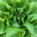 Buttercrunch Butterhead Lettuce Seeds - 4g Non-GMO Heirloom Lactuca sativa for Salad Gardening
