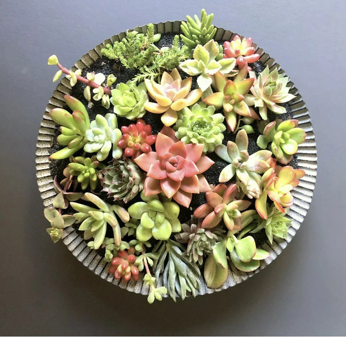 25 Succulent Cuttings - Colorful Varieties for DIY Arrangements - Organic Succulents for Indoor & Outdoor Gardening