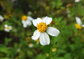Spanish Needles Seeds – Bidens Alba, Pollinator Garden, Attracts Bees & Butterflies, 25 Pack