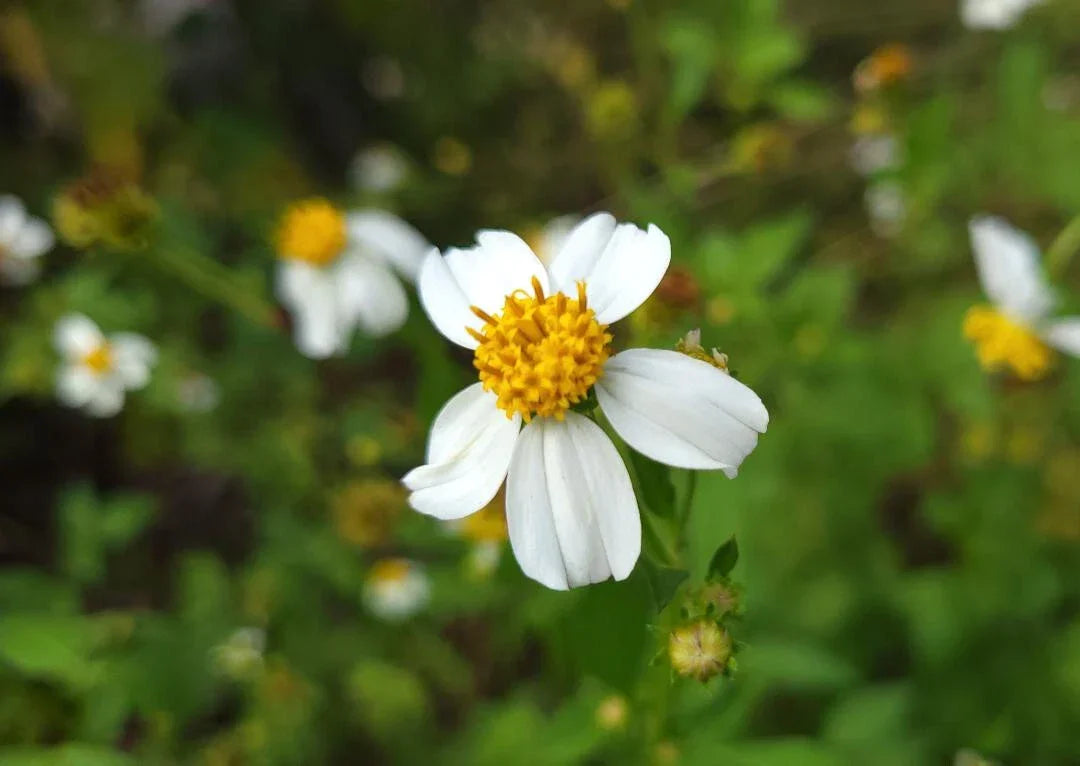 Spanish Needles Seeds – Bidens Alba, Pollinator Garden, Attracts Bees & Butterflies, 25 Pack