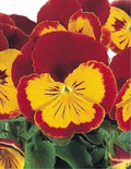Pansy Seeds 50 Joker Red and Gold Viola x wittrockiana Garden Flower Seeds for Borders & Containers